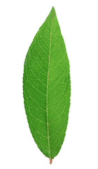 Obraz premium Fresh green leaf isolated with clipping path
