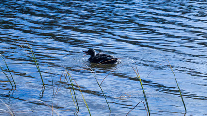 Duck on a Lake