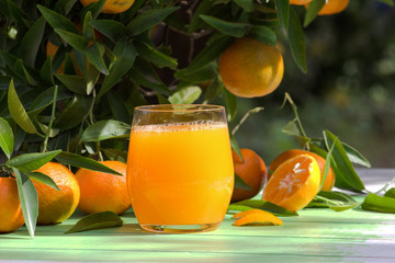Natural citrus juice and fresh mandarins on a tree.
