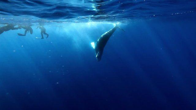 Young humpback whale calf near group of divers underwater in sunlight of ocean. Animal Megaptera Novaeangliae. Amazing background of water surface. Extreme diving in blue sea of Roca Partida Island.