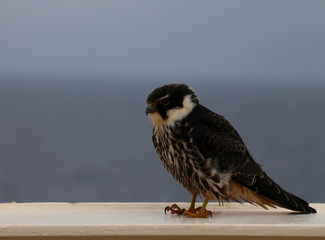 Caribbean Sea Hawk 1 © Tomasz