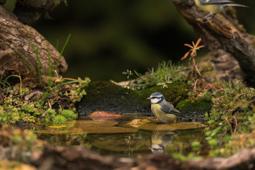 mésange bleu ; mesange bleu