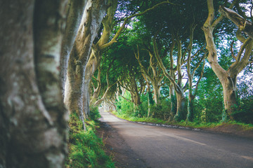 The Dark Hedges, Northern Ireland