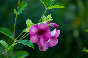 Colorful exotic flowers on trees with green leaves