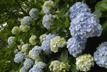 アジサイ