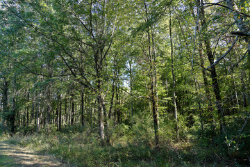 Fototapeta premium Trees in a woodland with sunshine