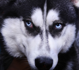 Siberian husky dog with blue eyes. Close-up.