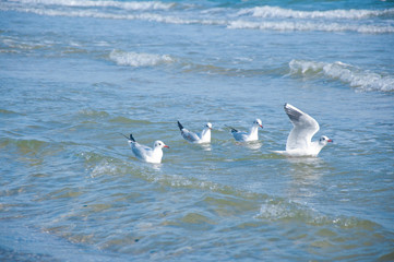 Several seagulls on blue waves on sea
