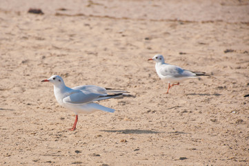 Two seagull birds staying on sand beach
