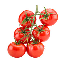 Big branch of fresh red tomato with green leaves with water drops