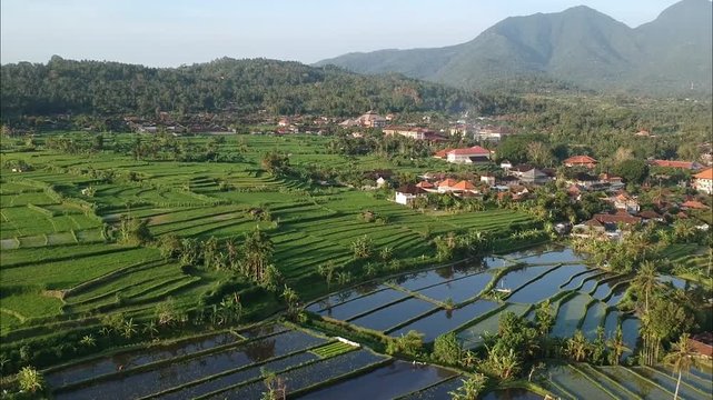 ricefield_bali_karangasem_drone