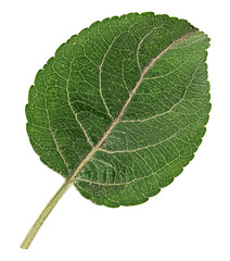 Apple tree leaf