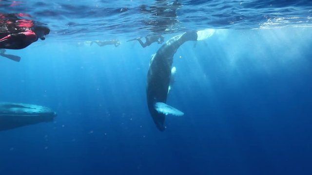 Humpback Whale tail beats diver cameraman underwater in blue Pacific ocean. Unique animal on background of water surface. Extreme interesting diving in Roca Partida Island.