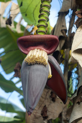 Tropical bananas on a banana tree in Guatemala. Musa paradisiaca.