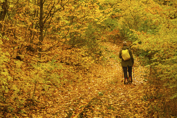Nordic walking in autumn forest