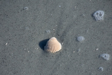 Clam shell washed up on shore from ocean wave