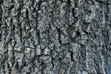 wood bark