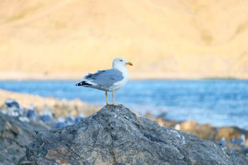 seagull on the rock, seashore
