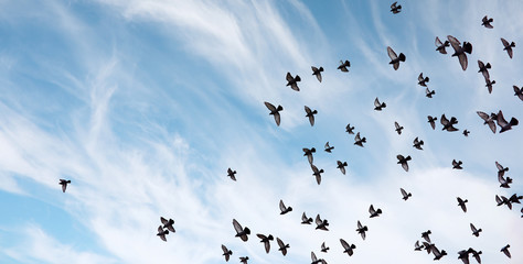 A flock of pigeons flies across the sky. Birds fly against the s