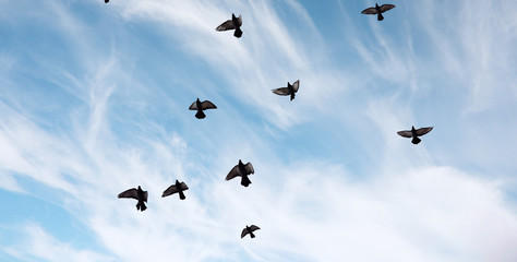 A flock of pigeons flies across the sky. Birds fly against the s