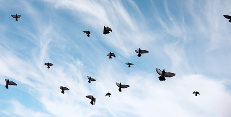 A flock of pigeons flies across the sky. Birds fly against the s