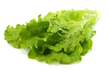 salad leaf  isolated on a white background