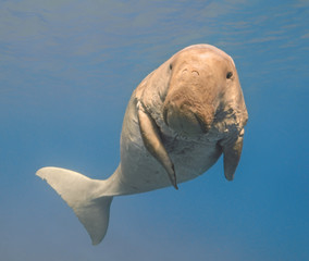 Dugong dugon (seacow or sea cow) swimming in the tropical sea water