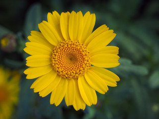 corn marigold in an english meadow in summer