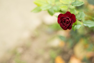 Perfect red rose