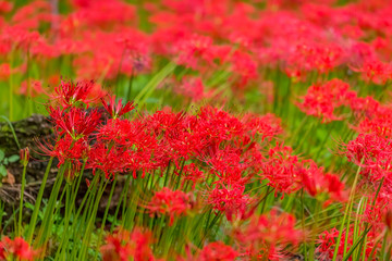 彼岸花
