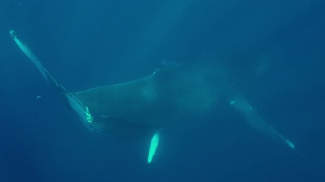 Humpback whales mother and young calf in ocean in magic sunlight underwater. Amazing background of water surface. Unique video for film in blue sea of Roca Partida Island.