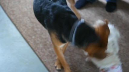  Beagle Mutt Puppy playing with Westie Puppy at party