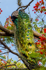 Naklejka premium As cores do pavão