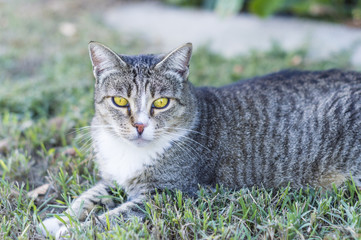Closeup of a beauty cat sitting in front