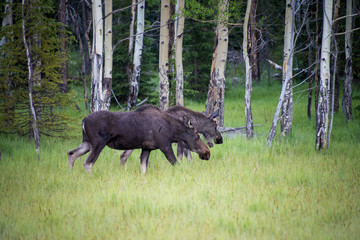 Two Moose Walking birch trees 