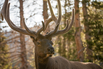 Close up Buck Elk Head 