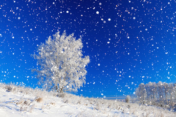 winter landscape a panorama with blue sky, a field and one  tree