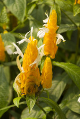 Flower Justicia brandegeeana called yellow shrimp in Guatemala.