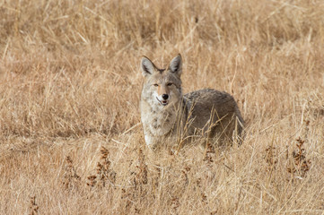 Coyote at Bosque del Apache National Wildlife in central New Mexico