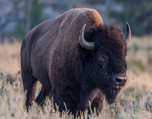 American Bison with Injured Eye