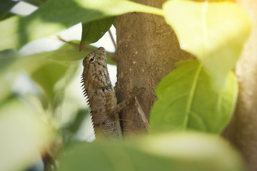 Chameleon on the branch
