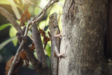 Chameleon on the branch