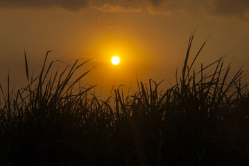 Tropical sugar Cane Flowers at Sunset in Guatemala. Saccharum officinarum