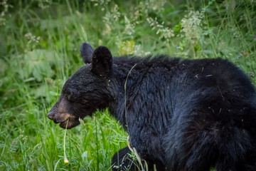 Black Bear Walks Through Thick Grass
