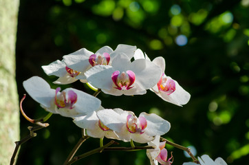 Lindas flores