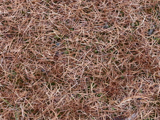 カラマツの落ち葉