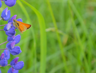 Orange butterfly on a blue Lupine flower on a background of green grass.Beautiful pastel macro composition.Nature