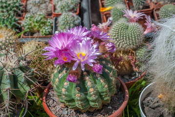 variety flowering cactus in pots, background