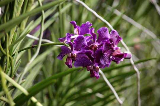 Orchideen-Hybride Papilionanda Chao Praya Violet