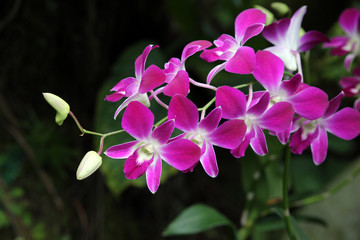 Orchideen-Hybride Dendrobium Sonia
